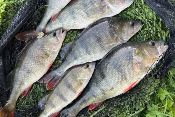 Zawody wędkarskie w Knyszynie – zapisy do 16 sierpnia