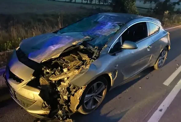 Zderzenie osobówki z żubrem na DW671 w Jaskrze