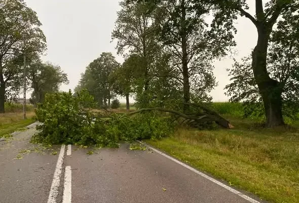 OSP Knyszyn usuwało powalone drzewo na drodze wojewódzkiej 671