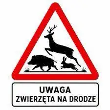Uwaga na dziką zwierzynę na drogach – apel policji